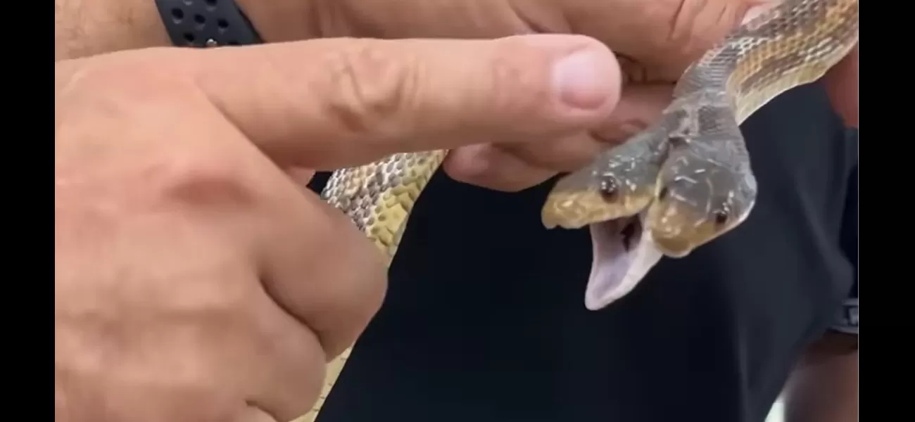 A zoo's two-headed snake gains widespread attention after being seen for the first time.