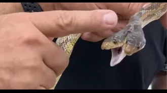 A zoo's two-headed snake gains widespread attention after being seen for the first time.