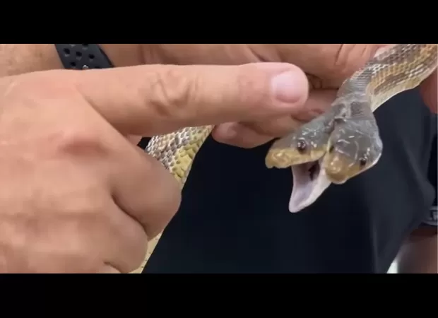 A zoo's two-headed snake gains widespread attention after being seen for the first time.