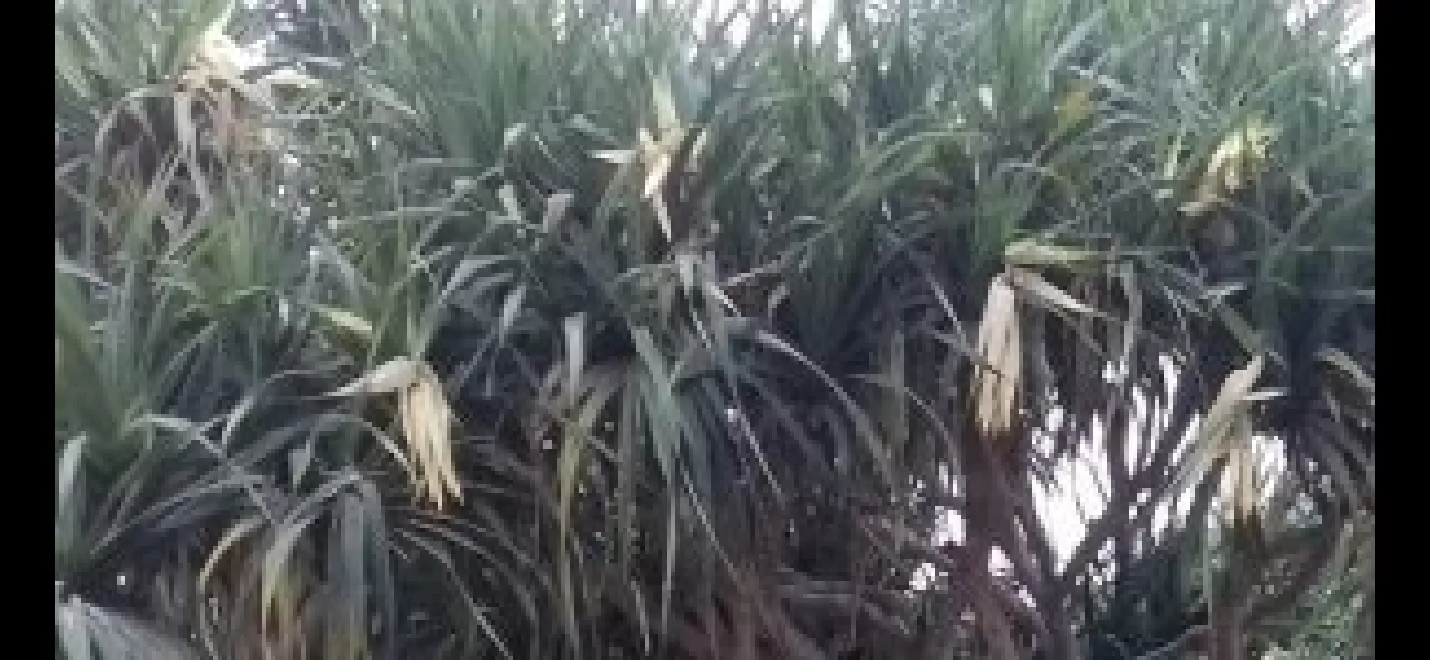 The plant kewda plays a vital role in supporting the farmers of Ganjam.
