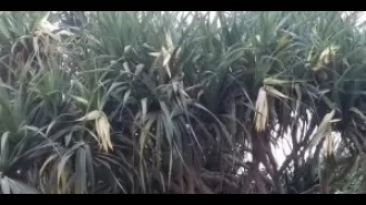 The plant kewda plays a vital role in supporting the farmers of Ganjam.