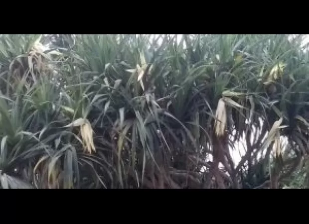 The plant kewda plays a vital role in supporting the farmers of Ganjam.