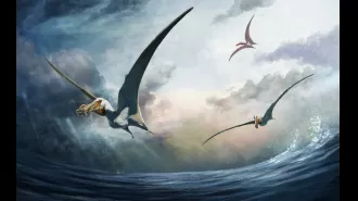 Archaeologists unearthed new species of prehistoric airborne reptile in Australian desert.