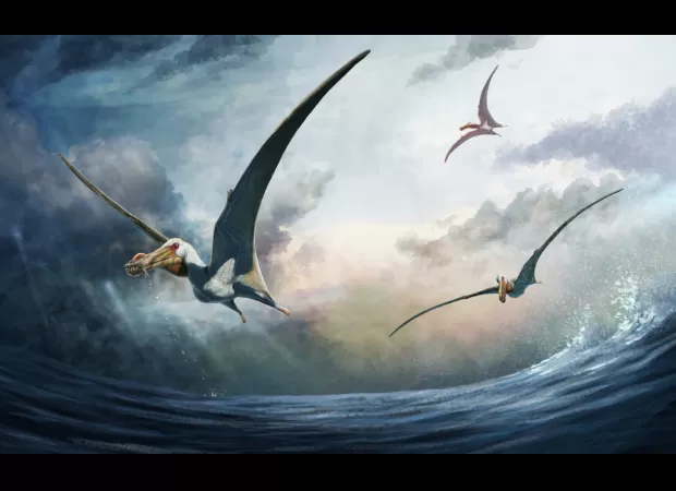 Archaeologists unearthed new species of prehistoric airborne reptile in Australian desert.