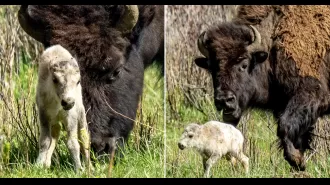 A white buffalo being born fulfills a prophecy similar to the Second Coming.