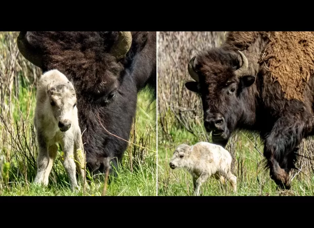 A white buffalo being born fulfills a prophecy similar to the Second Coming.