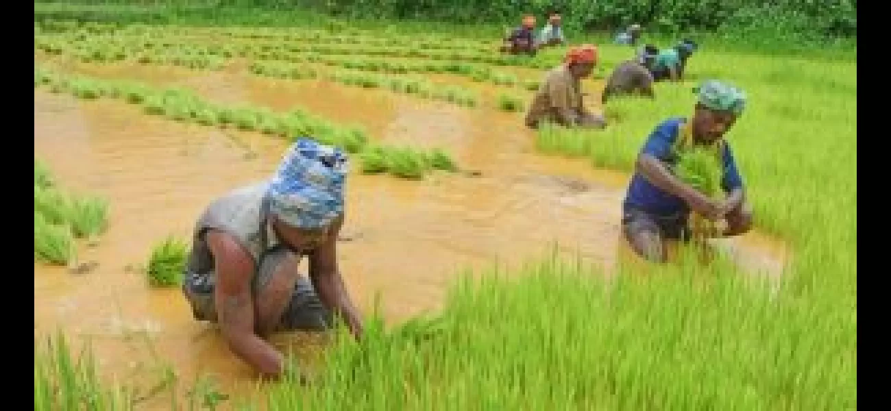 Farmers abandoning paddy cultivation due to declining profits.