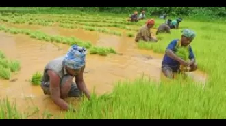 Farmers abandoning paddy cultivation due to declining profits.