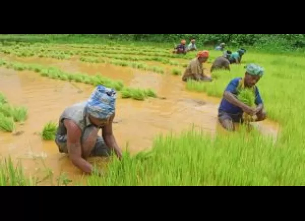 Farmers abandoning paddy cultivation due to declining profits.