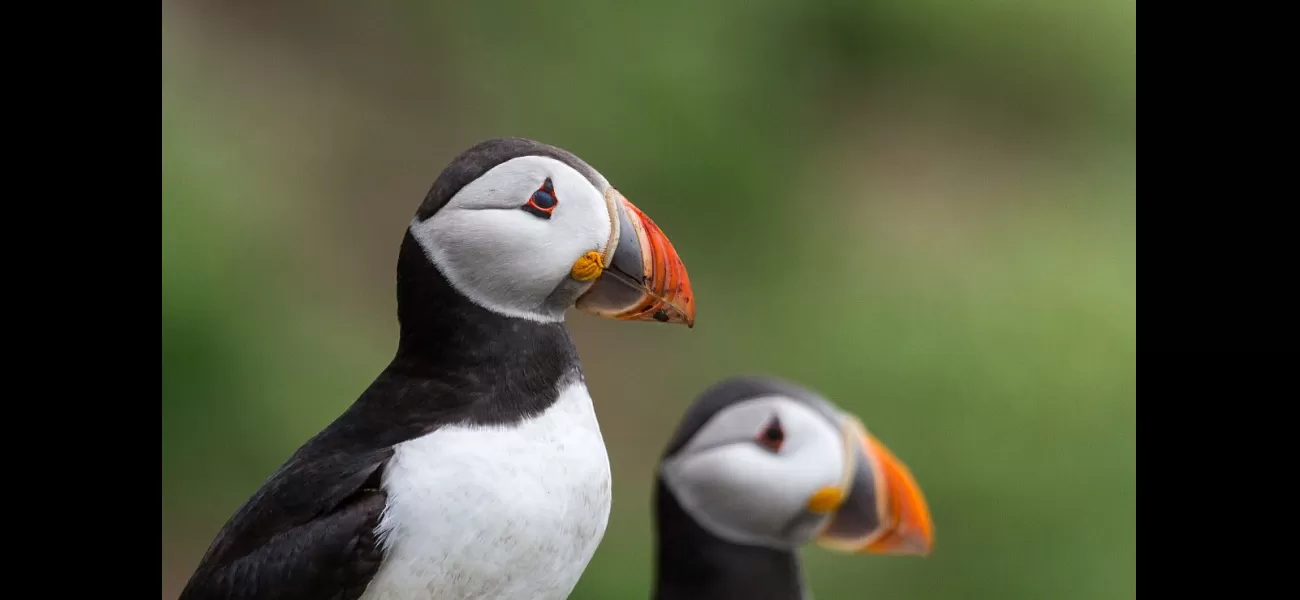 The population of puffins at Isle of May, one of UK's biggest colonies, has grown by 33%.