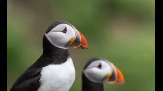 The population of puffins at Isle of May, one of UK's biggest colonies, has grown by 33%.