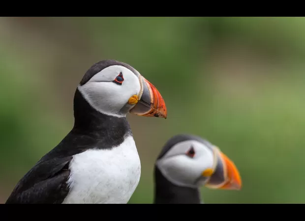 The population of puffins at Isle of May, one of UK's biggest colonies, has grown by 33%.