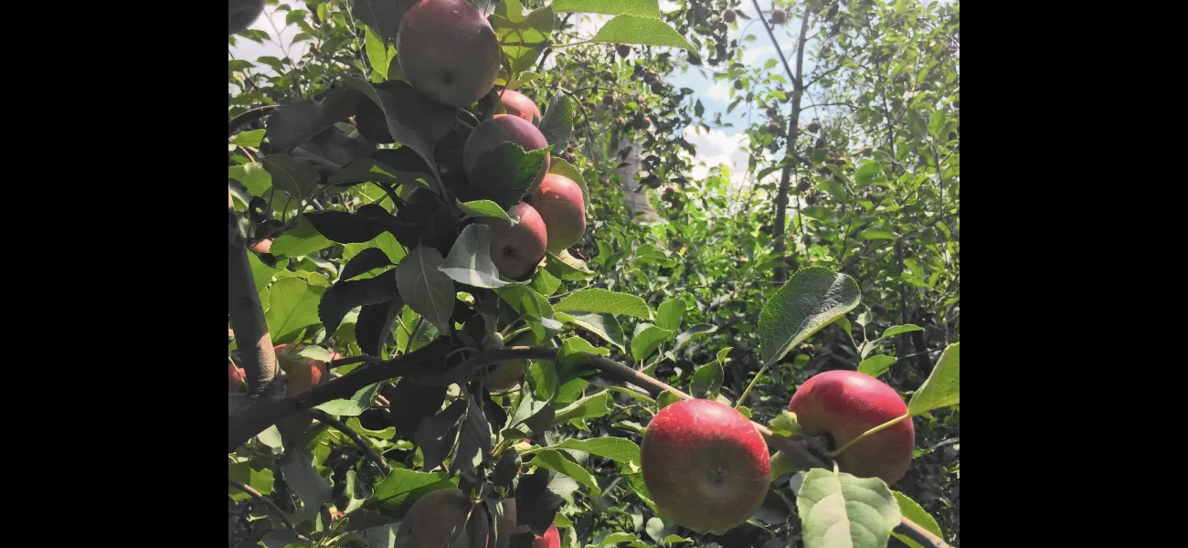 County Line Orchard might postpone hay harvesting due to a dispute over nesting birds.