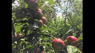 County Line Orchard might postpone hay harvesting due to a dispute over nesting birds.