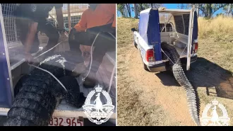 Crocodile that attacked kids captured and turned into 'big cultural banquet'