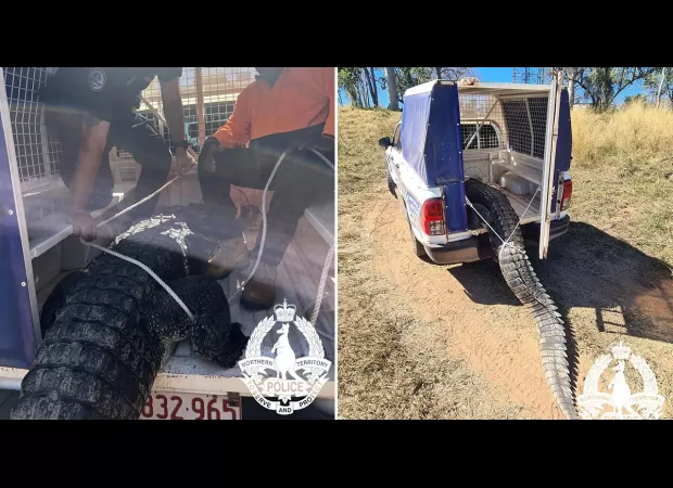 Crocodile that attacked kids captured and turned into 'big cultural banquet'