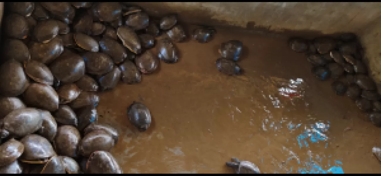 176 turtles rescued in Odisha, four arrested.