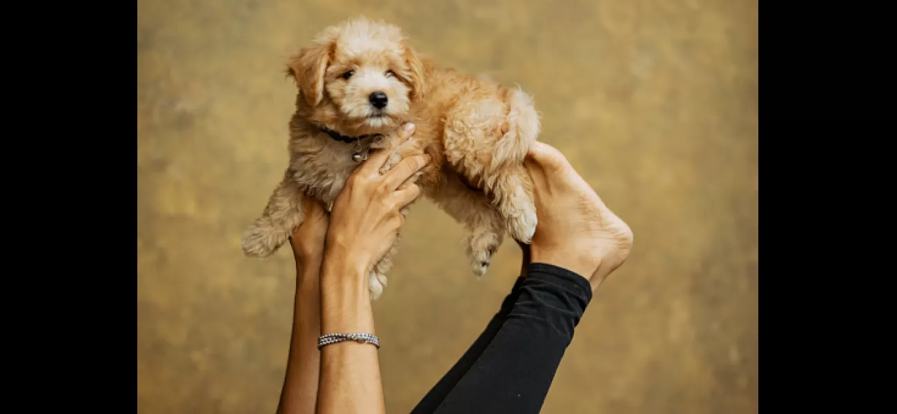 Yogis resisting trendy fads like puppies and paddleboards.