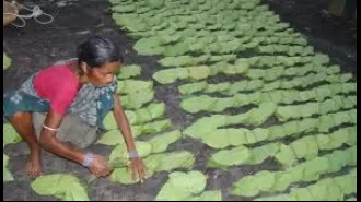 There is no rush for green gold in Jharsuguda.