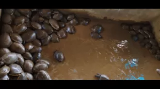 176 turtles rescued in Odisha, four arrested.