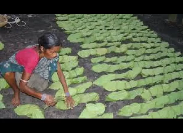 There is no rush for green gold in Jharsuguda.