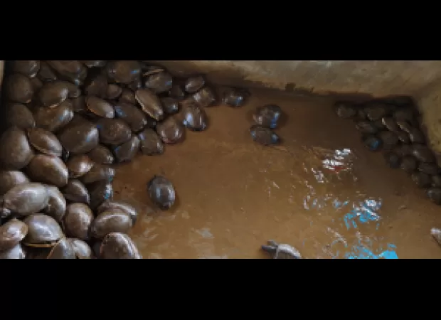 176 turtles rescued in Odisha, four arrested.