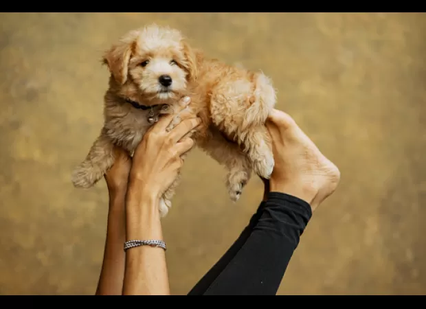 Yogis resisting trendy fads like puppies and paddleboards.