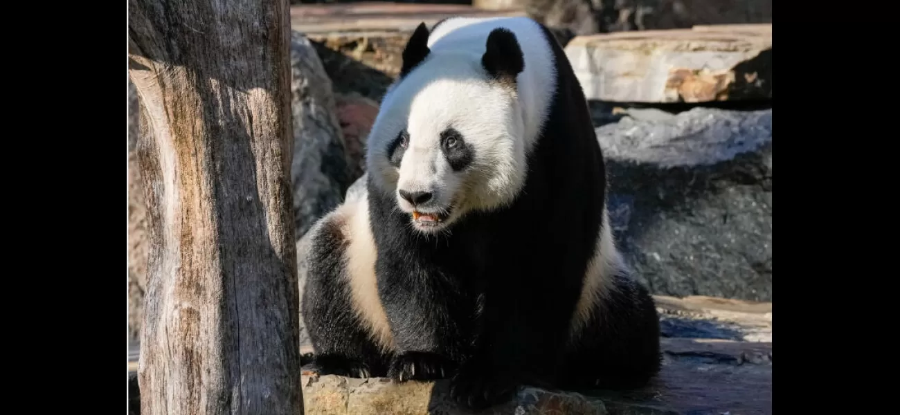 Australian zoo to introduce 'Panda swap' as part of efforts to improve relations with China.