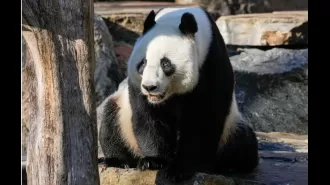 Australian zoo to introduce 'Panda swap' as part of efforts to improve relations with China.