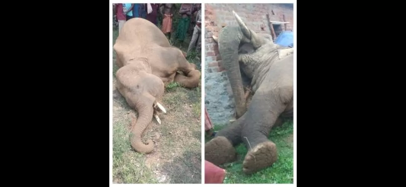 Police have found two dead elephants in India, known as tuskers, that may have been killed by poachers.

Two elephant corpses found in India, possibly victims of poaching.