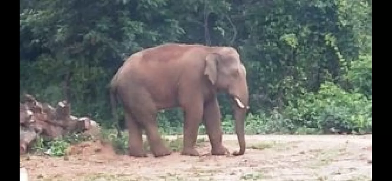 Tragic incident in Odisha as wild tusker kills three family members, including two kids.