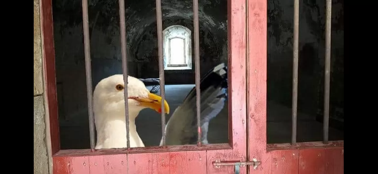 A seagull that repeatedly stole packets of crisps has been banned from a shop.