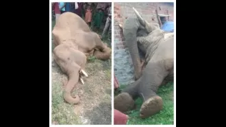 Police have found two dead elephants in India, known as tuskers, that may have been killed by poachers.

Two elephant corpses found in India, possibly victims of poaching.