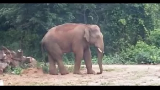 Tragic incident in Odisha as wild tusker kills three family members, including two kids.