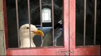 A seagull that repeatedly stole packets of crisps has been banned from a shop.