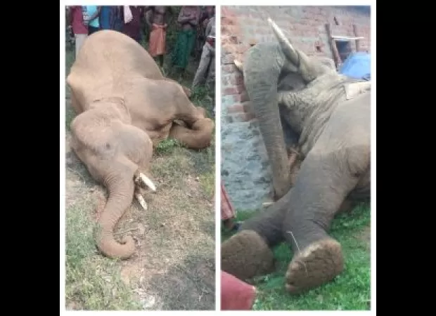 Police have found two dead elephants in India, known as tuskers, that may have been killed by poachers.

Two elephant corpses found in India, possibly victims of poaching.