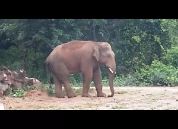 Tragic incident in Odisha as wild tusker kills three family members, including two kids.