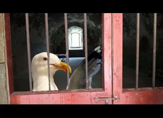A seagull that repeatedly stole packets of crisps has been banned from a shop.