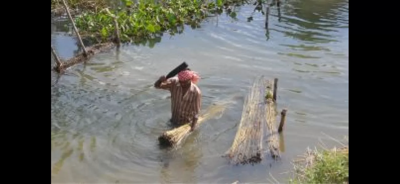 Jute farming in Kendrapara faces challenges to survive.
