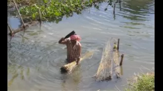 Jute farming in Kendrapara faces challenges to survive.
