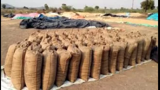 Government has increased the minimum support price (MSP) for paddy by Rs 117 to Rs 2,300 per quintal for the year 2024-25.