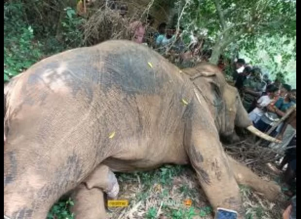 Dead elephant found in Keonjhar village.