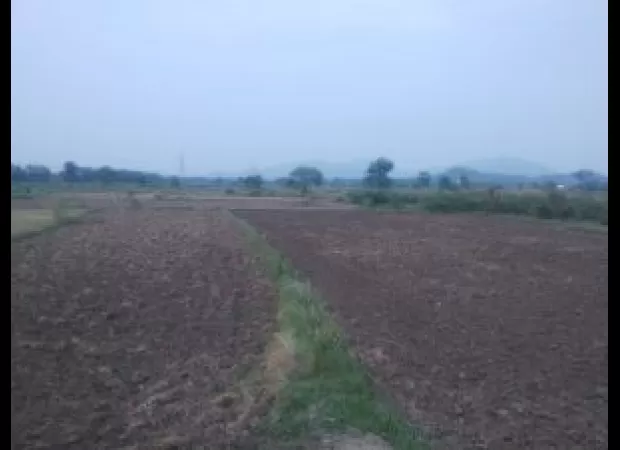 Farmers in Nayagarh are anxious about the monsoon delay.