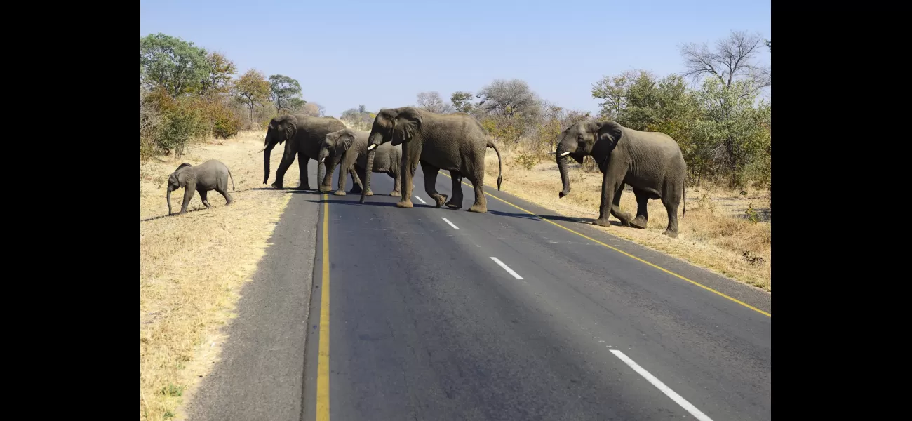 An elephant in Africa kills an American tourist by throwing her from a vehicle and trampling her.