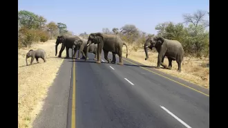 An elephant in Africa kills an American tourist by throwing her from a vehicle and trampling her.