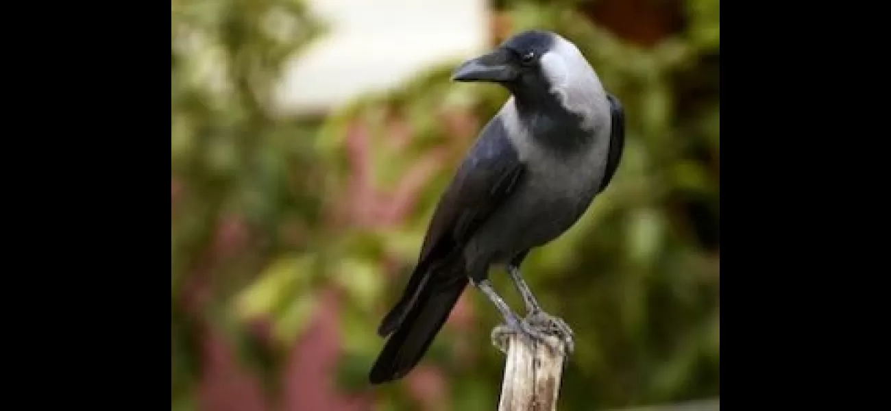 Kenya plans to eliminate 1 million Indian crows.