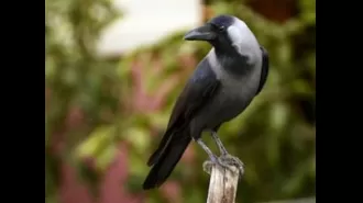 Kenya plans to eliminate 1 million Indian crows.