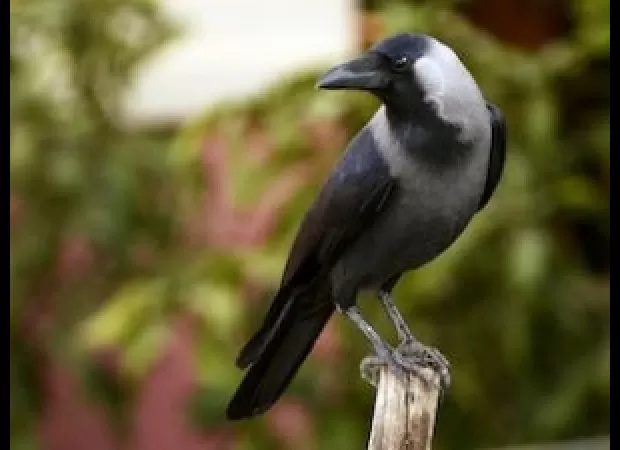 Kenya plans to eliminate 1 million Indian crows.