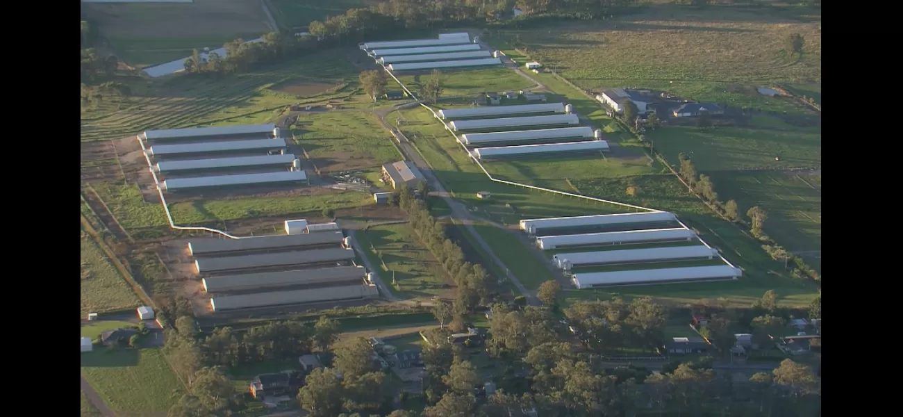 Another commercial egg farm in Sydney's Hawkesbury reports detection of bird flu.