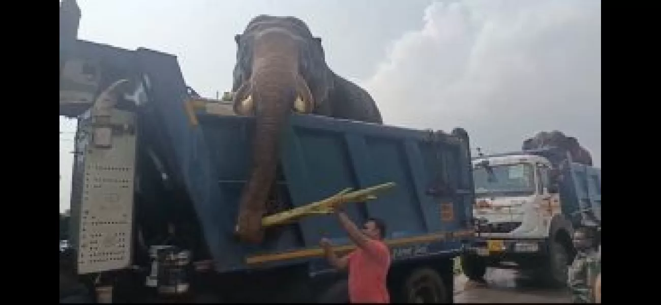 Two adult elephants from Satkosia have returned to the Similipal Tiger Reserve.